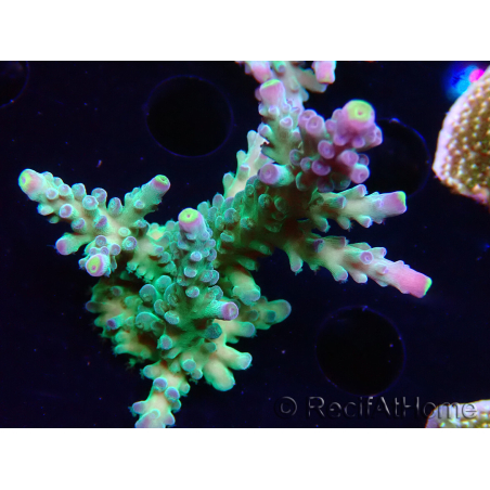 WYSIWYG LR Acropora austera Yellow Tips 5G7