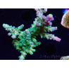 WYSIWYG LR Acropora austera Yellow Tips 5G7