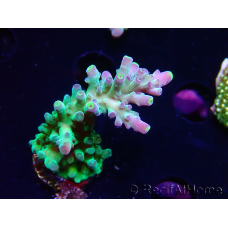 WYSIWYG LR Acropora austera Yellow Tips 5G8