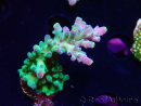 WYSIWYG LR Acropora austera Yellow Tips 5G8