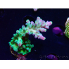 WYSIWYG LR Acropora austera Yellow Tips 5G8