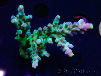 WYSIWYG LR Acropora austera Yellow Tips 5G9
