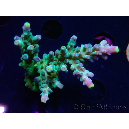 WYSIWYG LR Acropora austera Yellow Tips 5G9