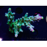 WYSIWYG LR Acropora austera Yellow Tips 5G9