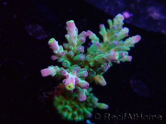 WYSIWYG LR Acropora austera Yellow Tips 5G10