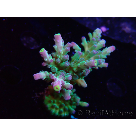 WYSIWYG LR Acropora austera Yellow Tips 5G10