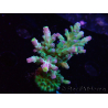 WYSIWYG LR Acropora austera Yellow Tips 5G10