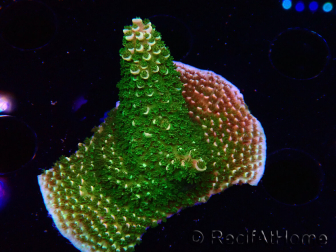 WYSIWYG RAH Acropora abrotanoides Pink Tips