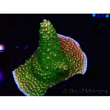 WYSIWYG RAH Acropora abrotanoides Pink Tips