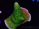 WYSIWYG RAH Acropora abrotanoides Pink Tips