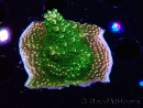 WYSIWYG RAH Acropora abrotanoides Pink Tips 5H2