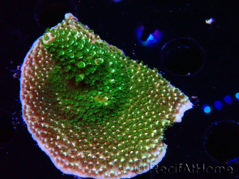 WYSIWYG RAH Acropora abrotanoides Pink Tips