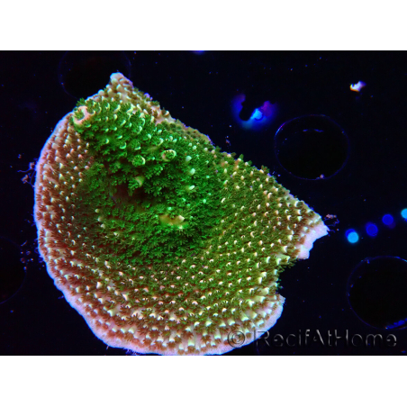 WYSIWYG RAH Acropora abrotanoides Pink Tips