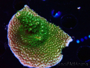WYSIWYG RAH Acropora abrotanoides Pink Tips 5H3