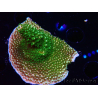 WYSIWYG RAH Acropora abrotanoides Pink Tips