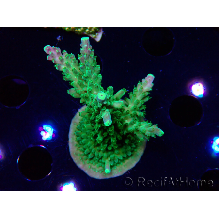 WYSIWYG RAH Acropora Joker