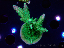 WYSIWYG RAH Acropora Joker 5H6