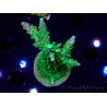 WYSIWYG RAH Acropora Joker