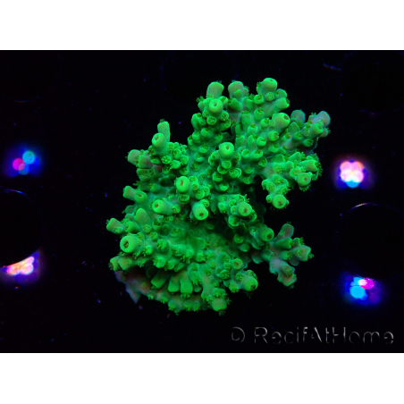 WYSIWYG RAH Acropora Hematoma 5I1