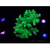 WYSIWYG RAH Acropora Hematoma 5I1