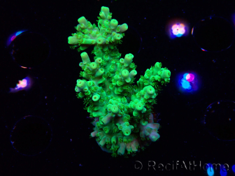 WYSIWYG RAH Acropora Hematoma