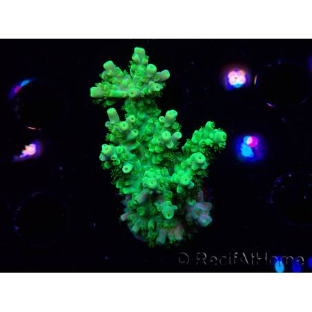 WYSIWYG RAH Acropora Hematoma 5I2