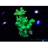 WYSIWYG RAH Acropora Hematoma 5I2
