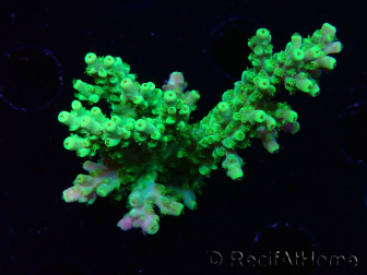 WYSIWYG RAH Acropora Hematoma 5I3