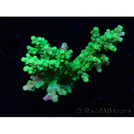 WYSIWYG RAH Acropora Hematoma 5I3