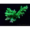 WYSIWYG RAH Acropora Hematoma 5I3