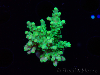 WYSIWYG RAH Acropora Hematoma 5I4