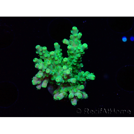 WYSIWYG RAH Acropora Hematoma 5I4