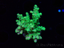 WYSIWYG RAH Acropora Hematoma 5I4