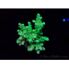 WYSIWYG RAH Acropora Hematoma 5I4