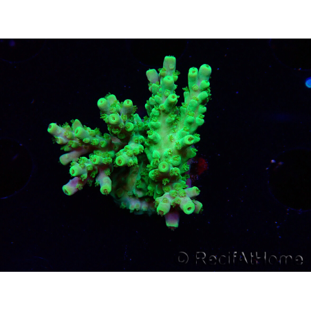 WYSIWYG RAH Acropora Hematoma 5I5