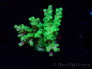 WYSIWYG RAH Acropora Hematoma 5I5