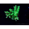 WYSIWYG RAH Acropora Hematoma 5I5