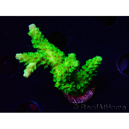WYSIWYG Acropora yongei Geen Slimer 5J7