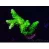 WYSIWYG Acropora yongei Geen Slimer 5J7