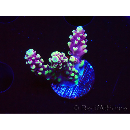 WYSIWYG RAH Acropora Helionis 5J1