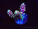 WYSIWYG RAH Acropora Helionis 5J1