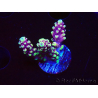 WYSIWYG RAH Acropora Helionis 5J1