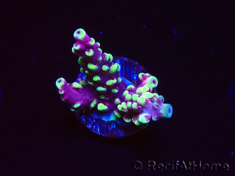 WYSIWYG RAH Acropora Helionis