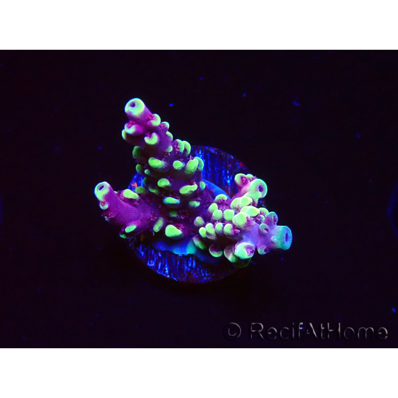 WYSIWYG RAH Acropora Helionis 5J2