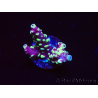 WYSIWYG RAH Acropora Helionis 5J2