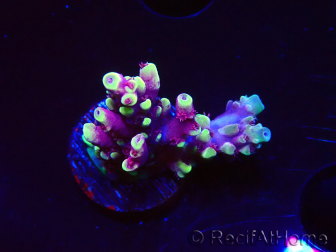 WYSIWYG RAH Acropora Helionis 5J3