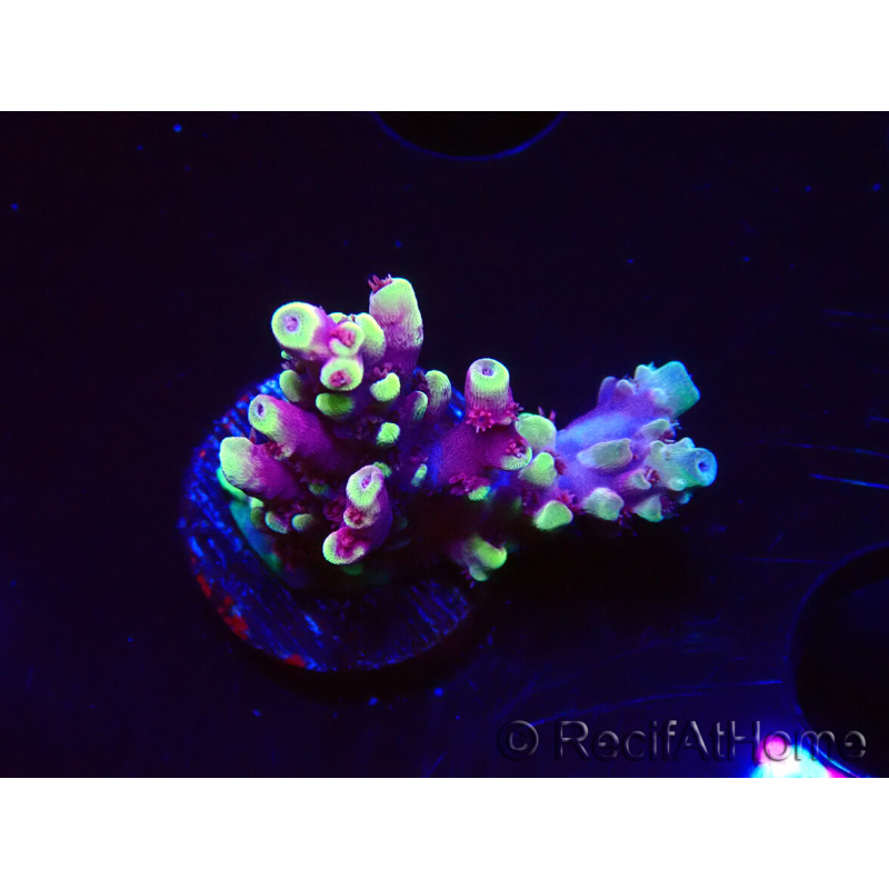 WYSIWYG RAH Acropora Helionis 5J3