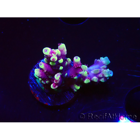 WYSIWYG RAH Acropora Helionis 5J3