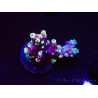 WYSIWYG RAH Acropora Helionis 5J3