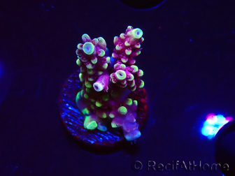 WYSIWYG RAH Acropora Helionis